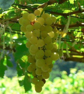 Chenin blanc grapes 267x300 1