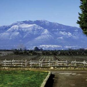 Villa Matilde vineyards and mountain