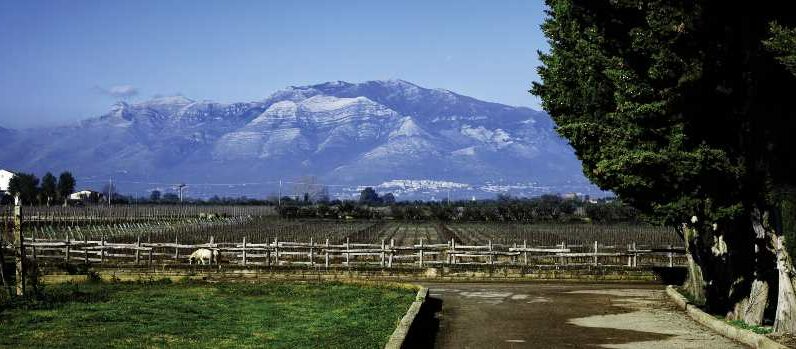 Villa Matilde vineyards and mountain