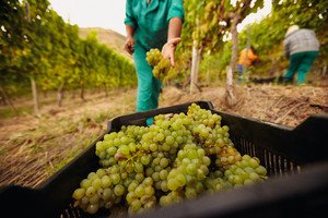 farm worker filling basket of green grapes in the vineyards during the grape harvest woman putting grapes into the plastic crate focus on grapes in