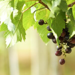 grape in garden blur bokeh background BPPe11eO2fg scaled 1