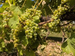 PrivatoVineyardandWinery Grapes 300x225 1